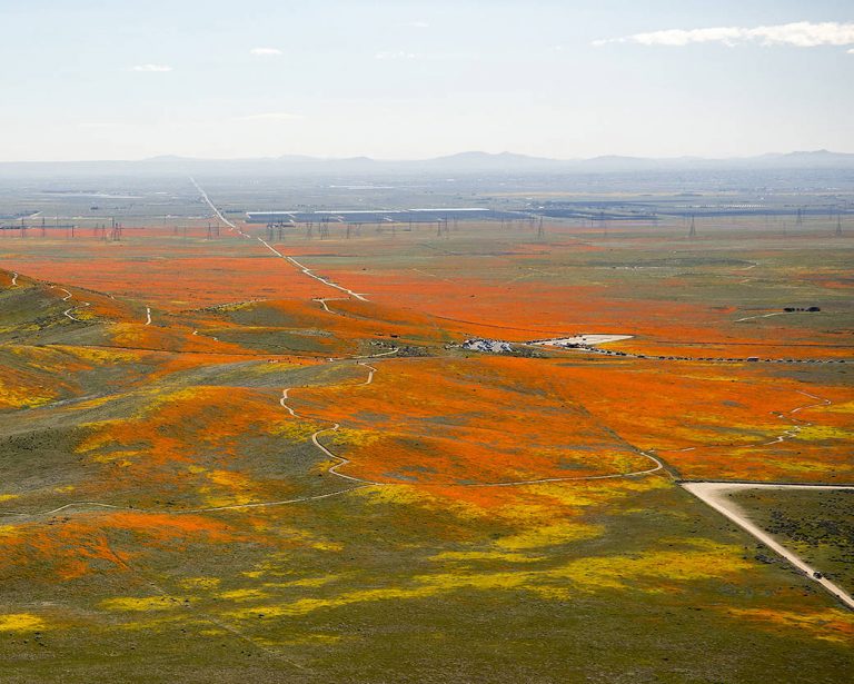 Capturing a View of the Antelope Valley’s Superbloom of Poppies